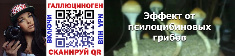 kraken как зайти Гусь-Хрустальный Галлюциногенные грибы мицелий что такое